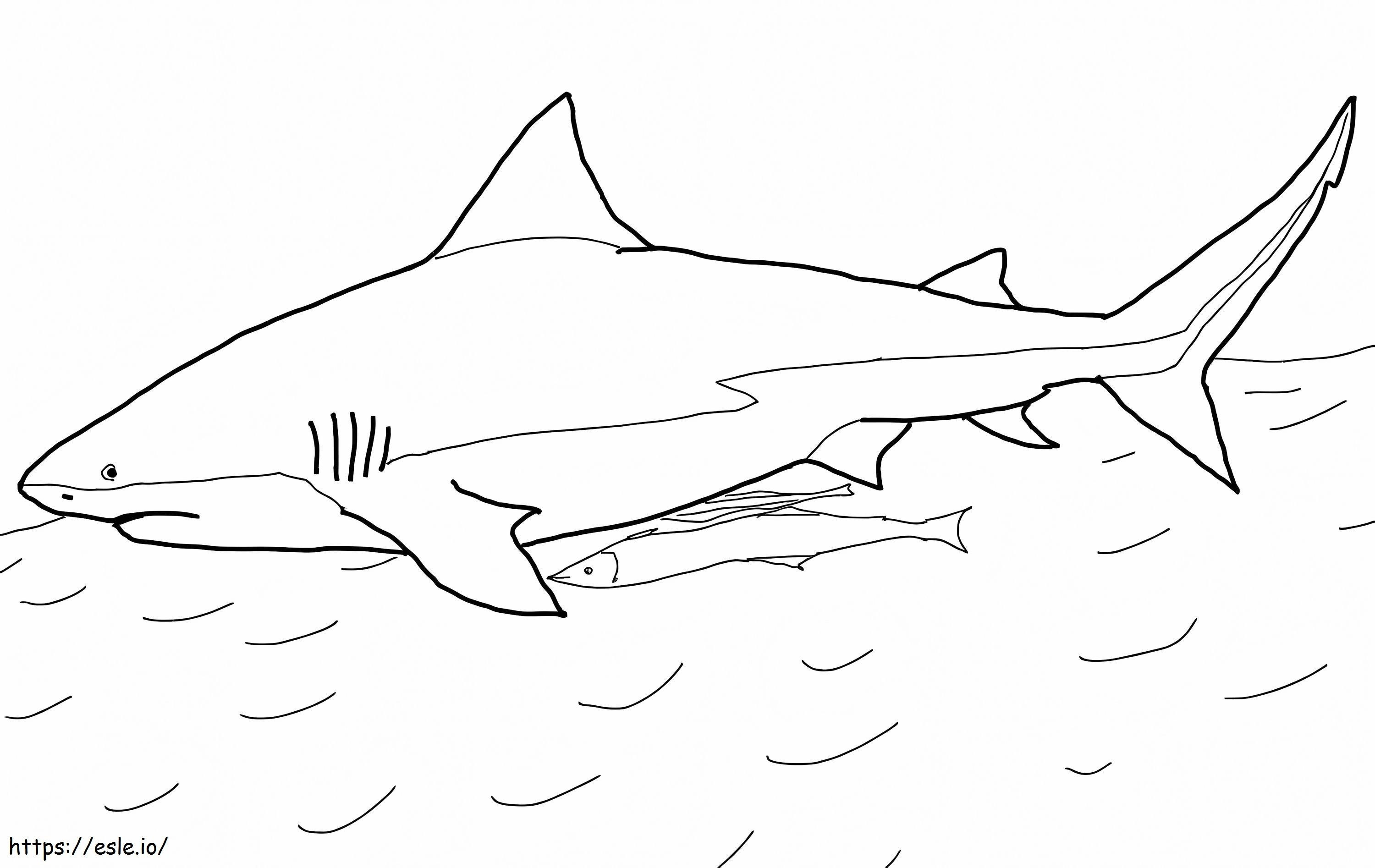 Tubarão touro para colorir
