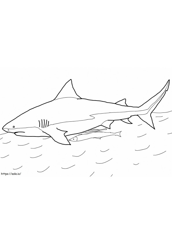 Boğa köpekbalığı boyama