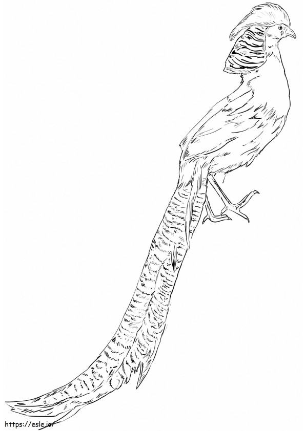 Burung Pegar Emas Gratis Gambar Mewarnai