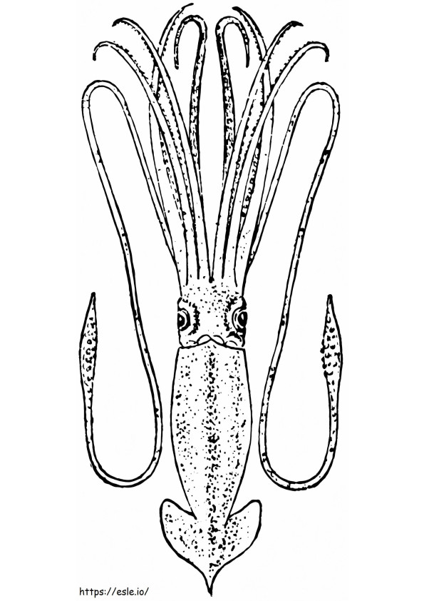 Amazing Squid coloring page