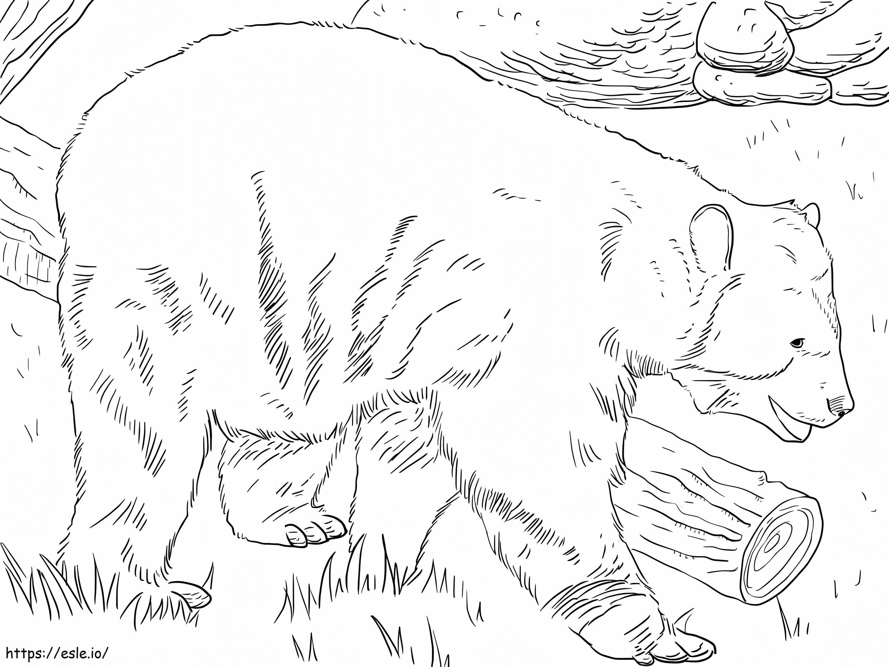 Orso dagli occhiali andino da colorare