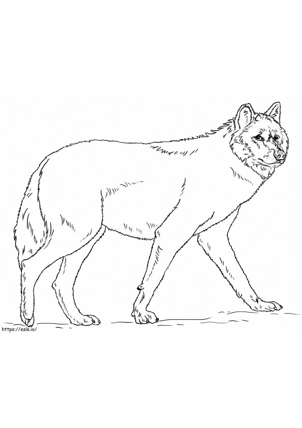 Realistic Gray Wolf coloring page