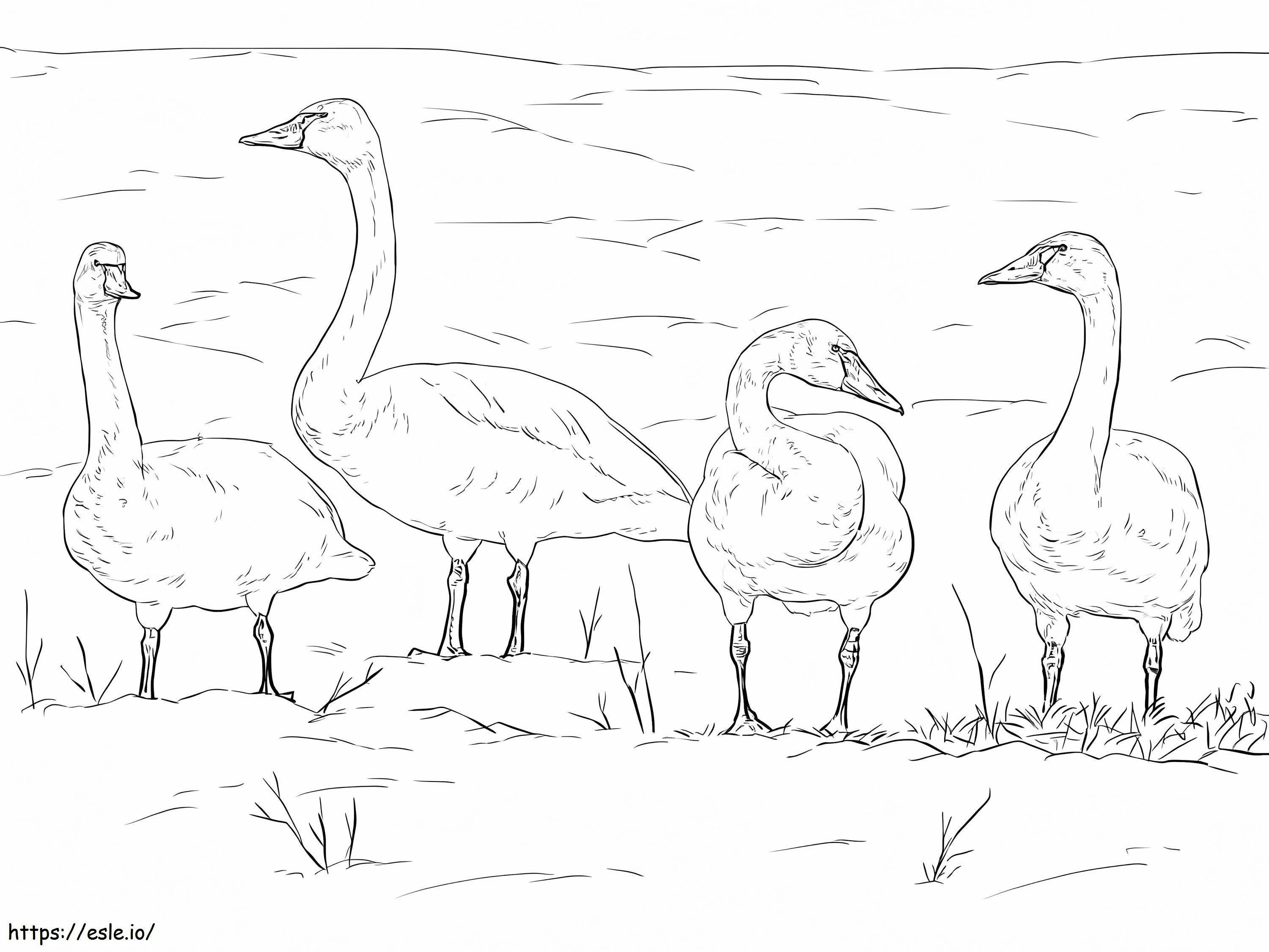 Cisnes-tundra para colorir