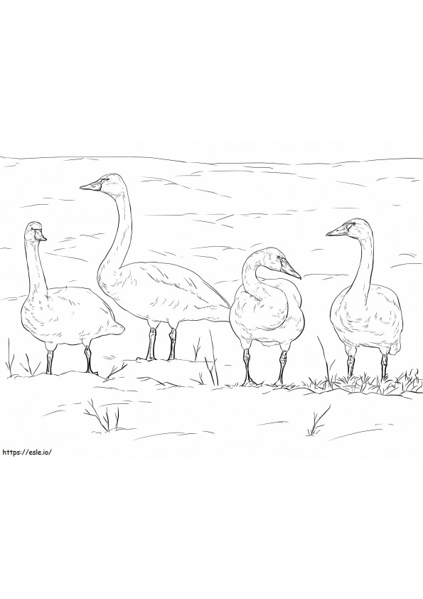 Cisnes-tundra para colorir
