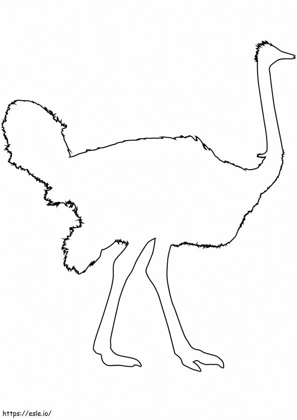 Ostrich Outline coloring page
