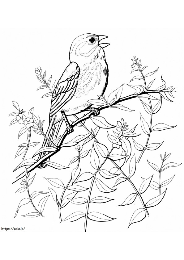 Song Sparrow coloring page
