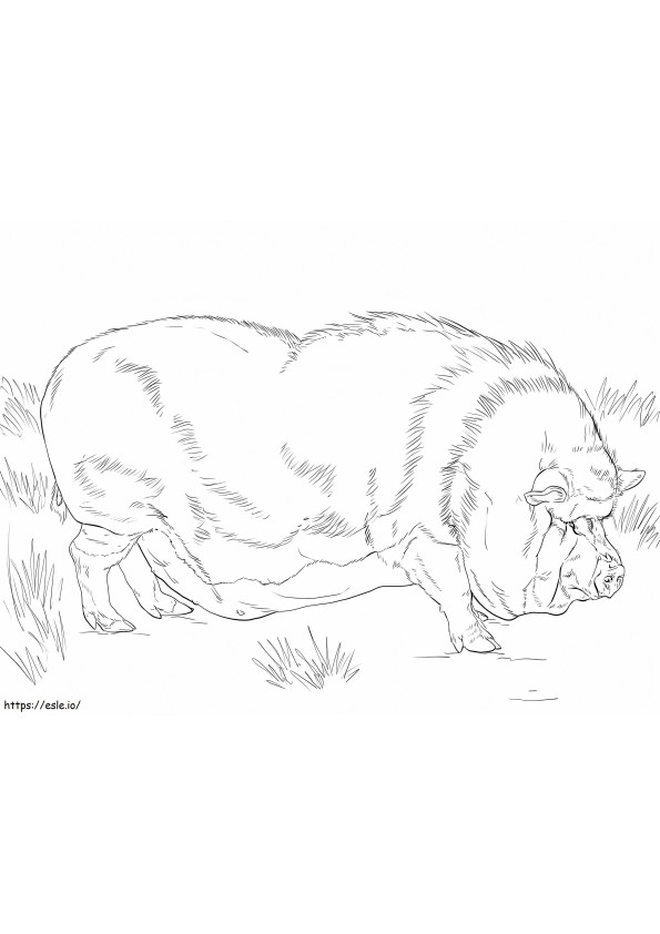 Pot Bellied Pig coloring page