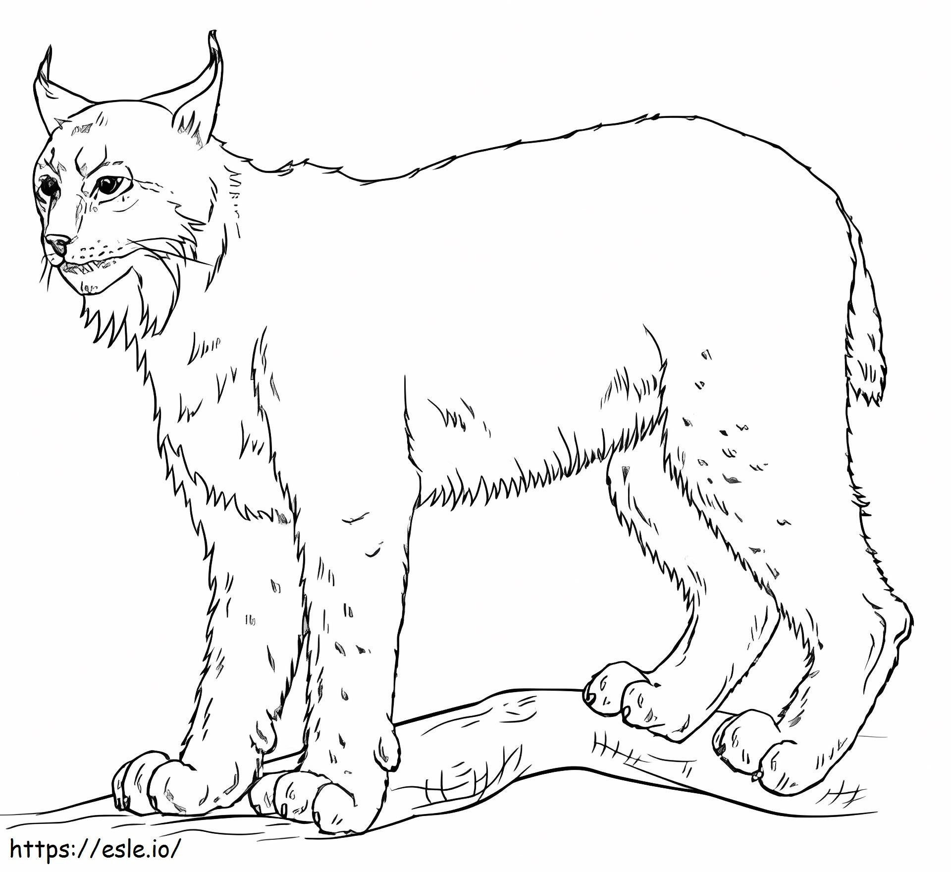 Coloriage Lynx de base à imprimer dessin