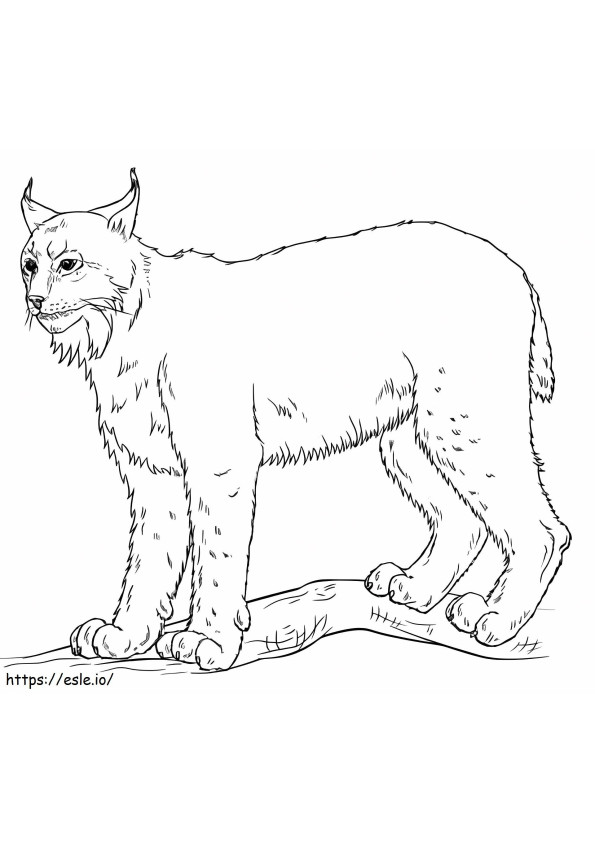 Coloriage Lynx de base à imprimer dessin