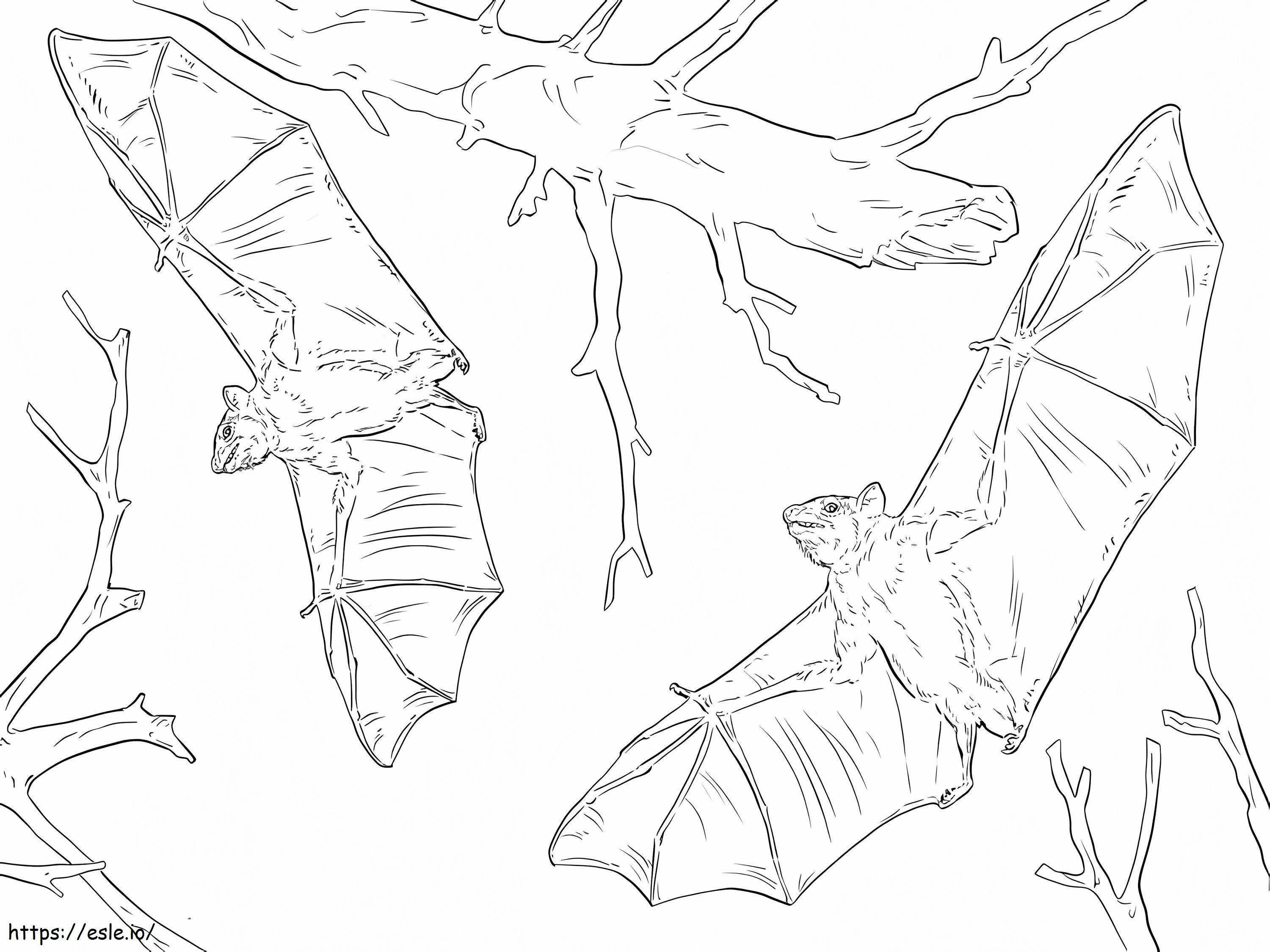 Common Fruit Bats coloring page