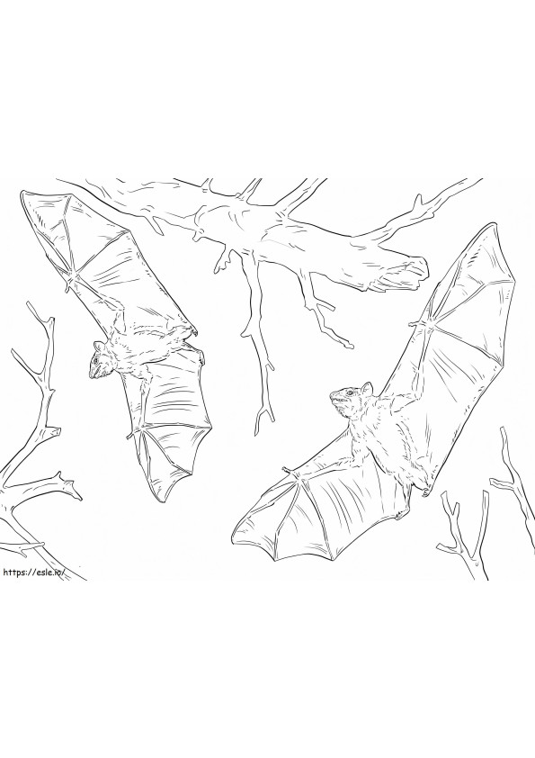 Morcegos frugívoros comuns para colorir