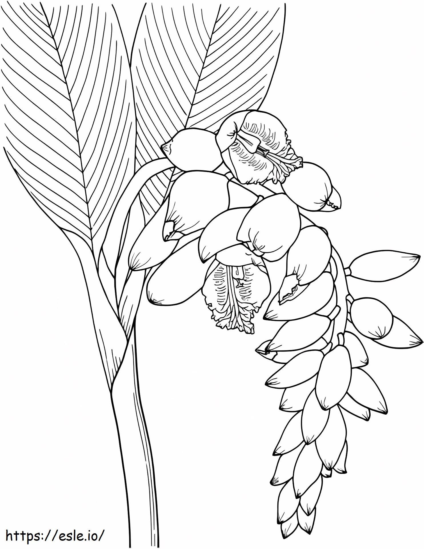 1527066347 Shell Ginger Flower coloring page