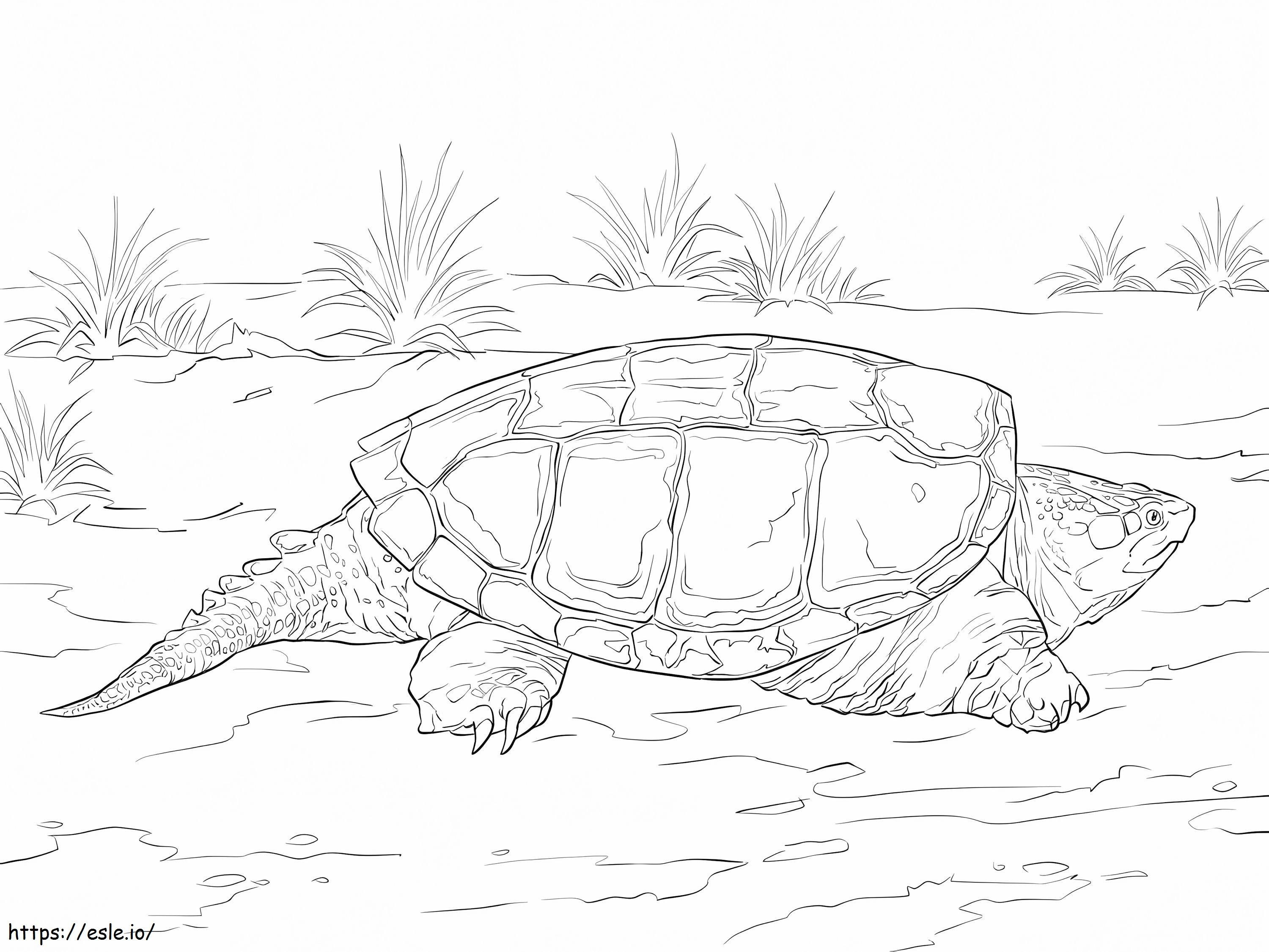 Közönséges csattanó teknős kifestő