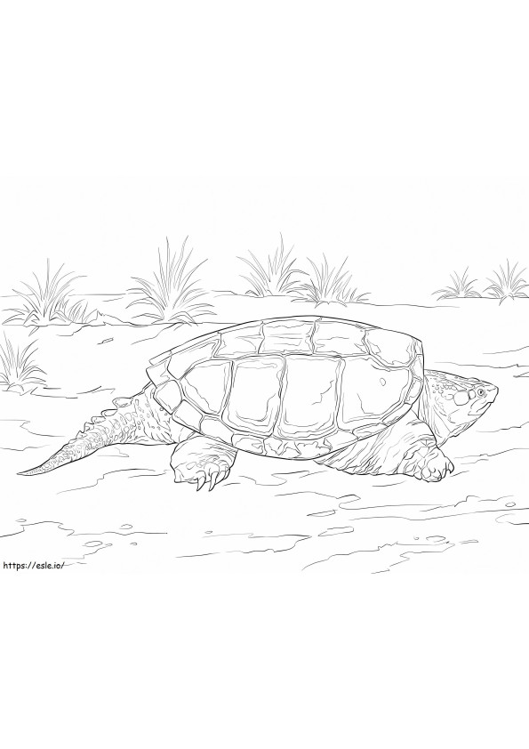 Közönséges csattanó teknős kifestő