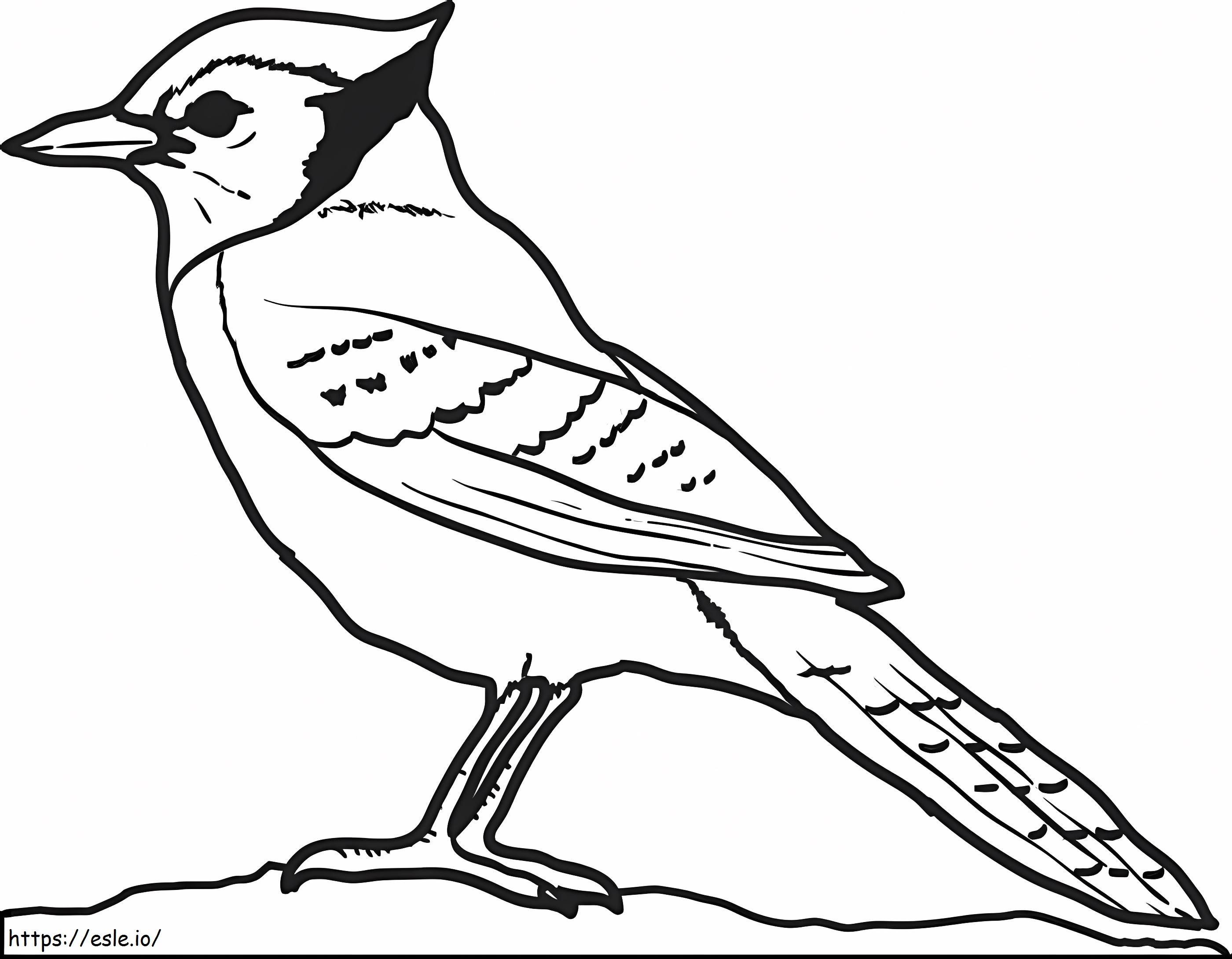 Prosty ptak Jay kolorowanka