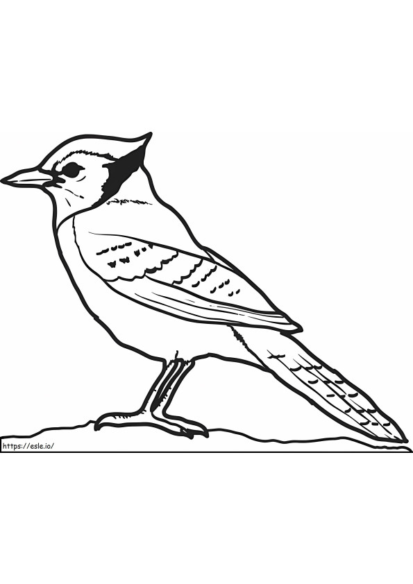 Simple Jay Bird coloring page