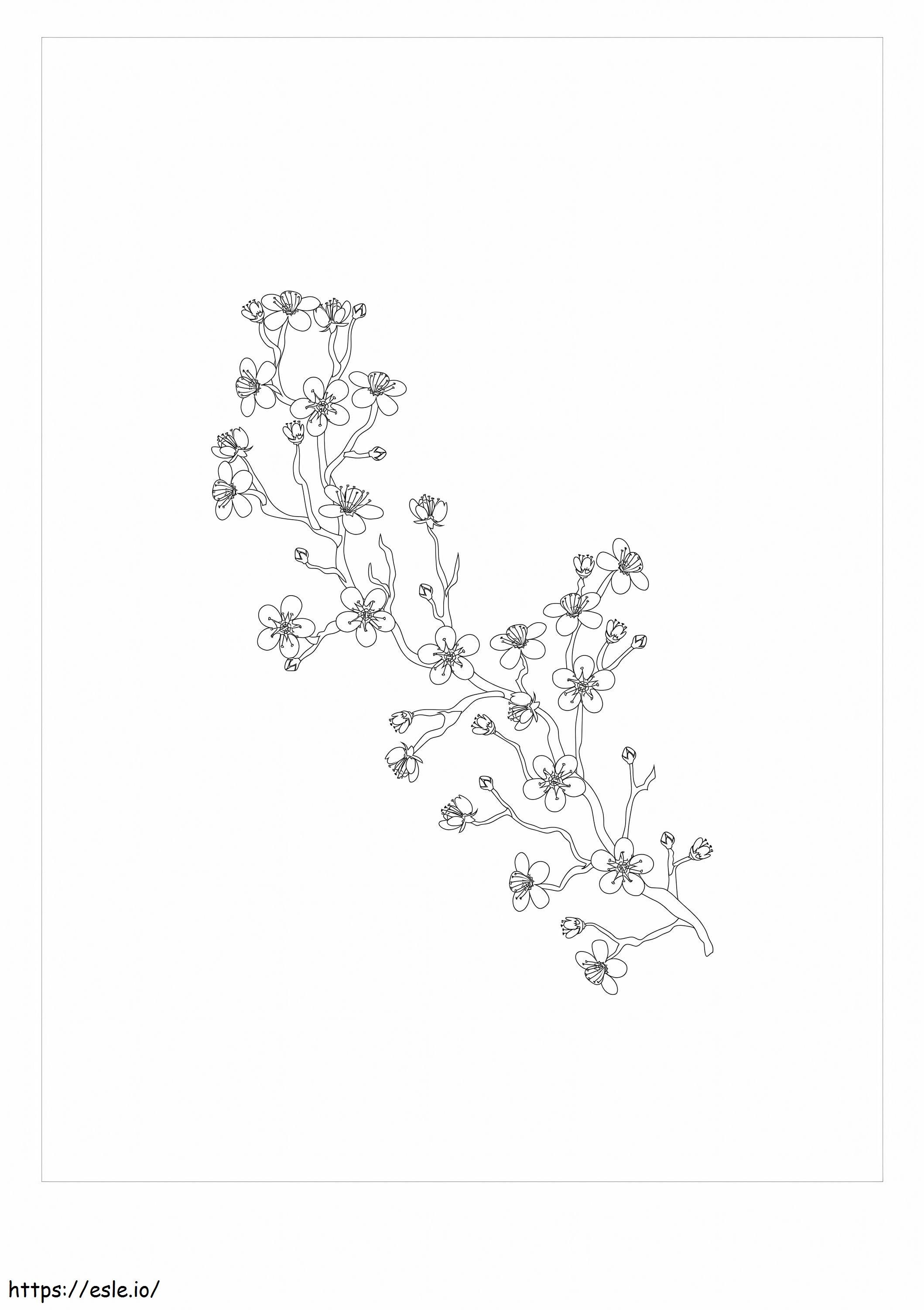 Cherry Blossom Branch Coloring Page