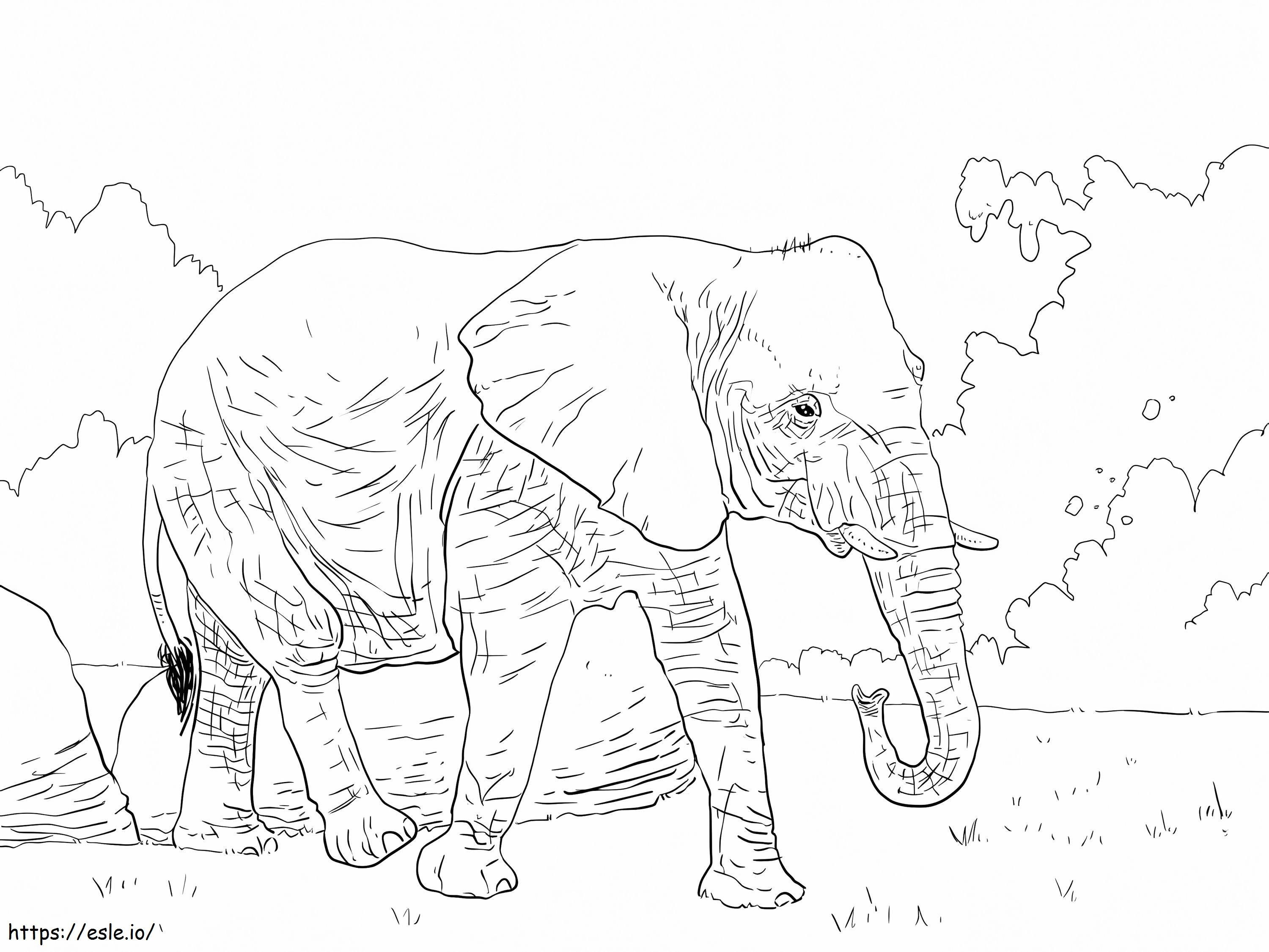 Afrikai bokor elefánt kifestő