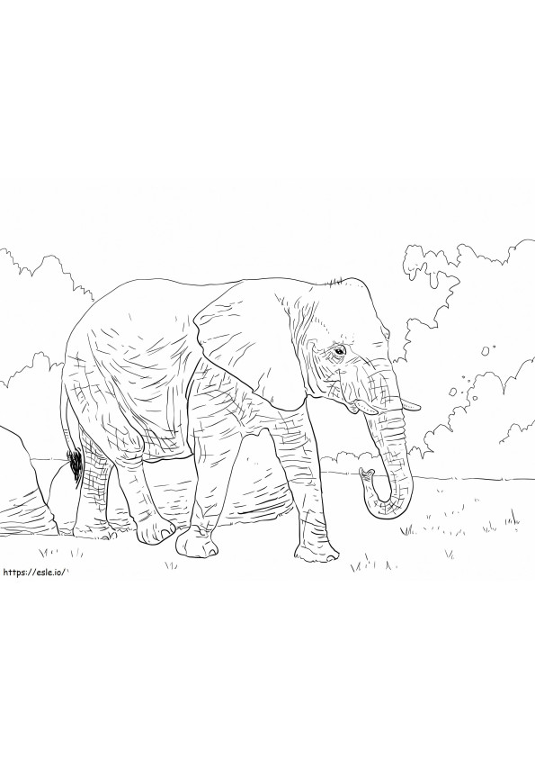 Coloriage Éléphant de brousse d'Afrique à imprimer dessin