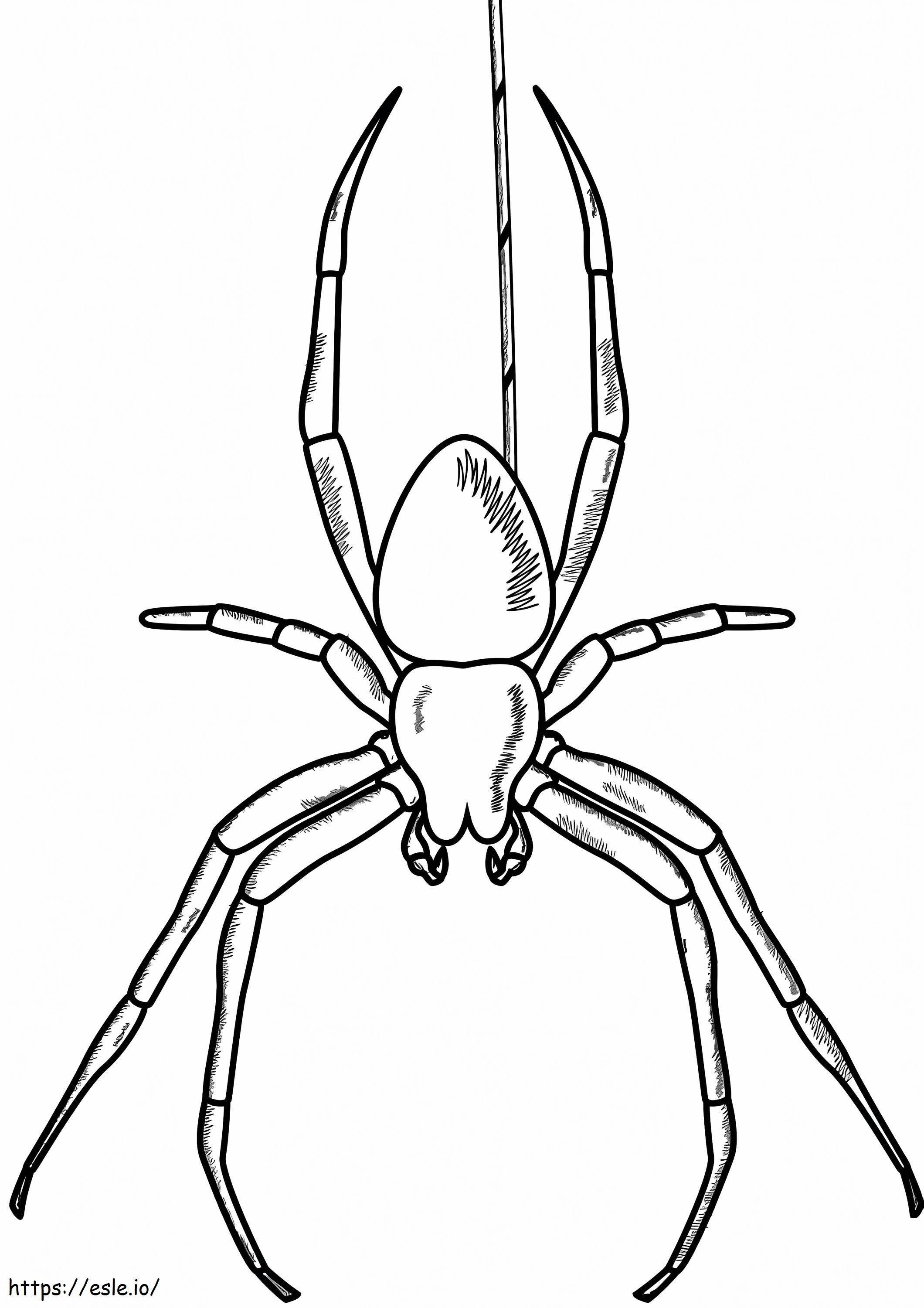 Free Spider coloring page