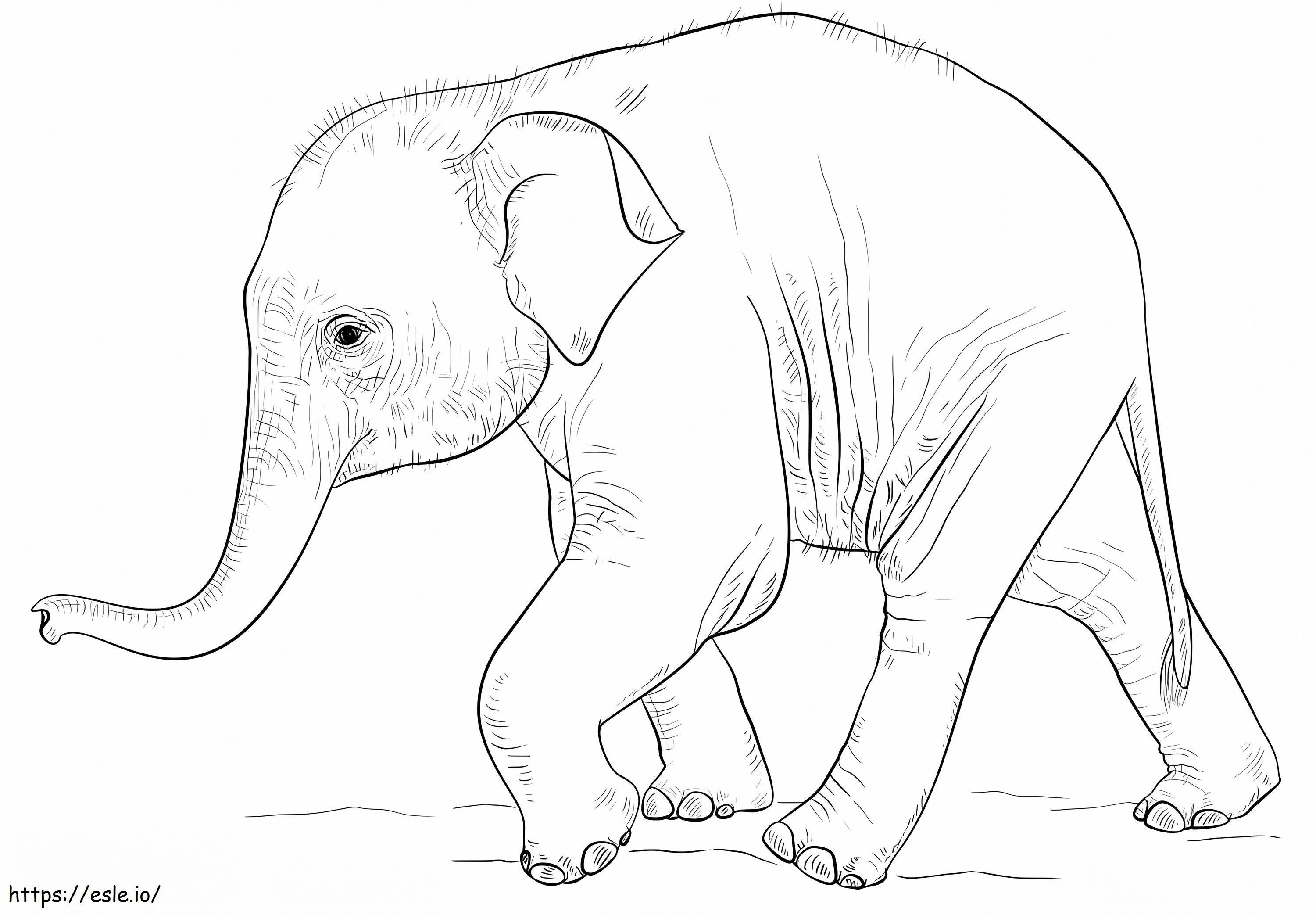 Bebé elefante caminando para colorear