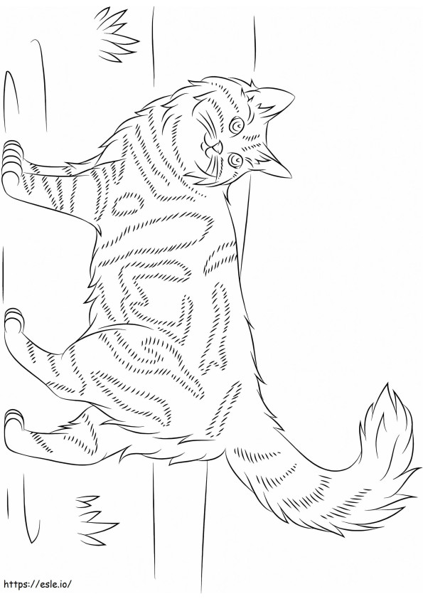 9 Mc3A8O Maine Coon coloring page