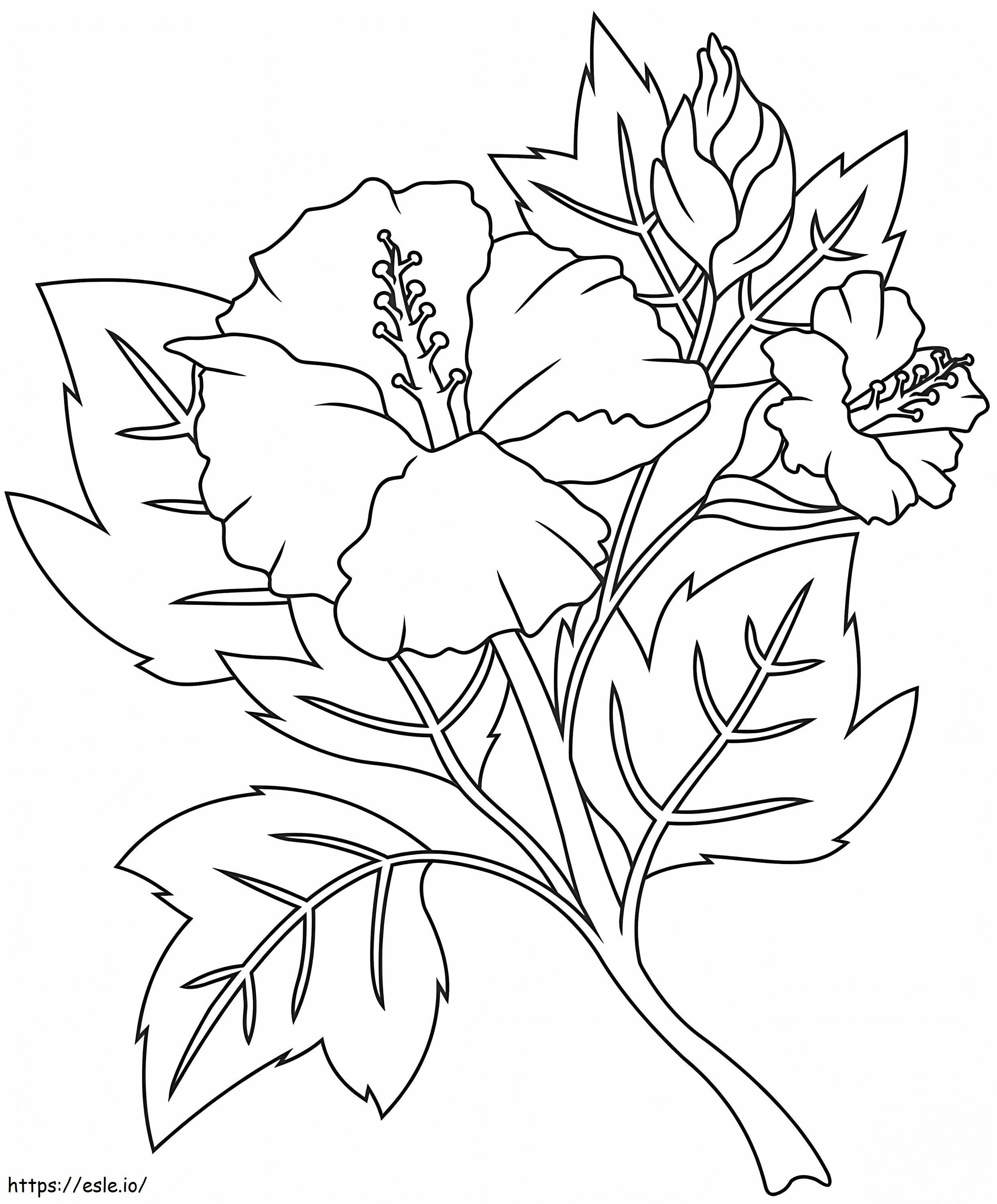 Hibiscus 8 värityskuva