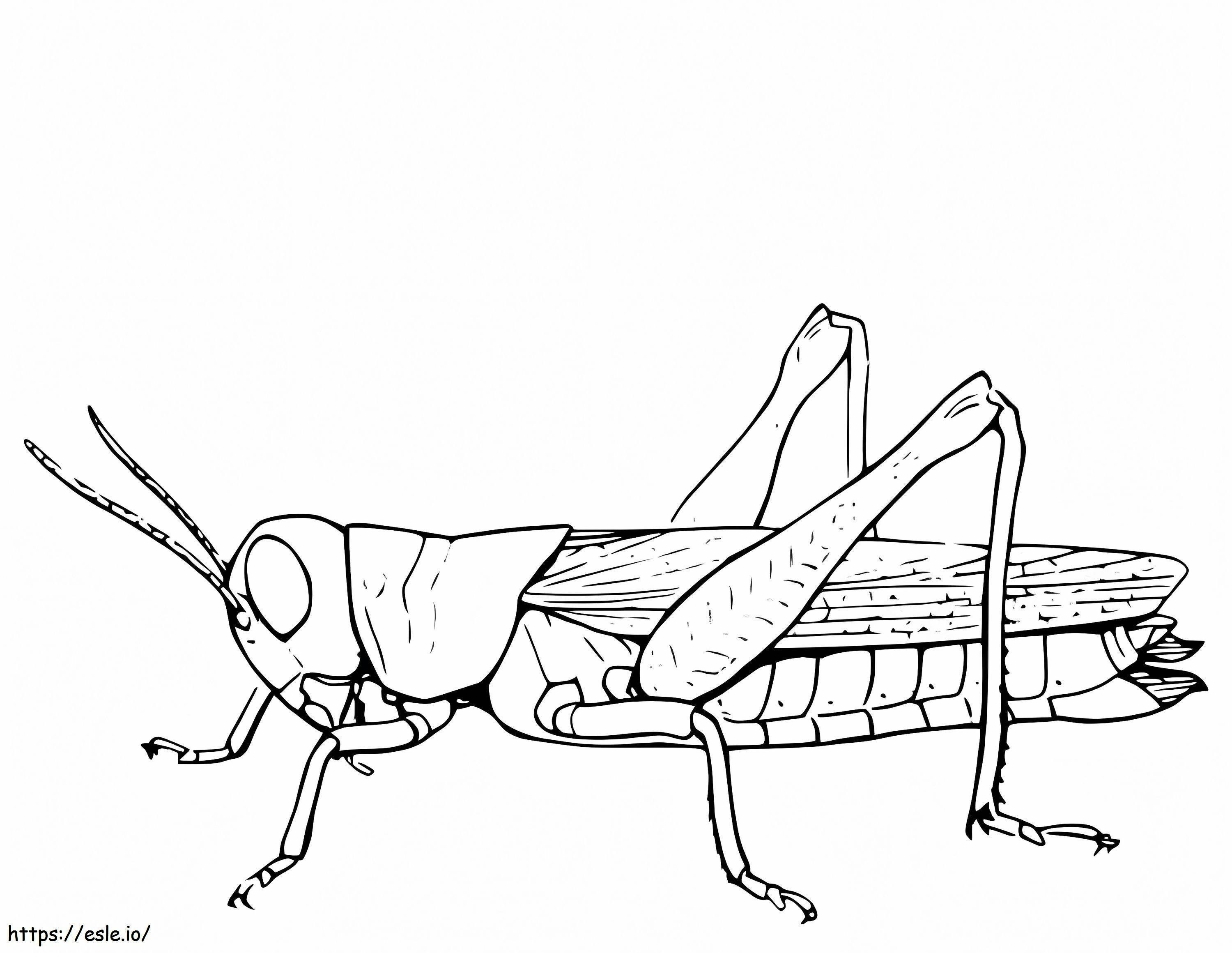 Great Grasshopper coloring page