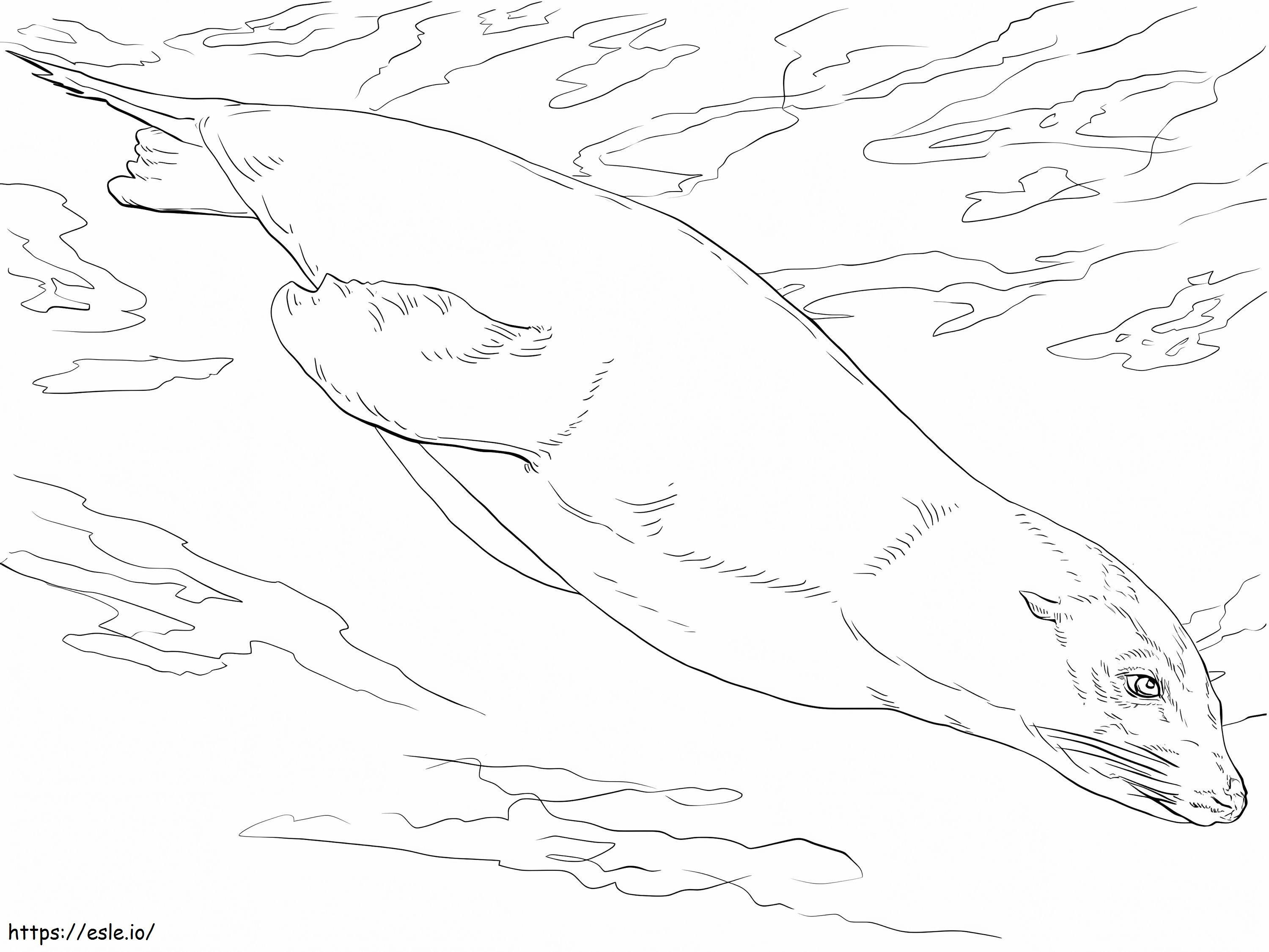 Kalifornijski lew morski kolorowanka