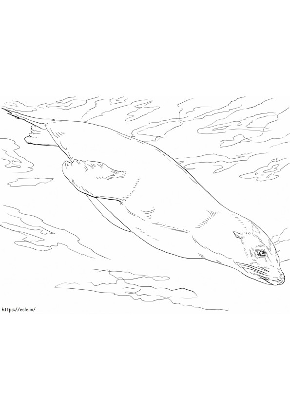 Coloriage Lion de mer de Californie à imprimer dessin