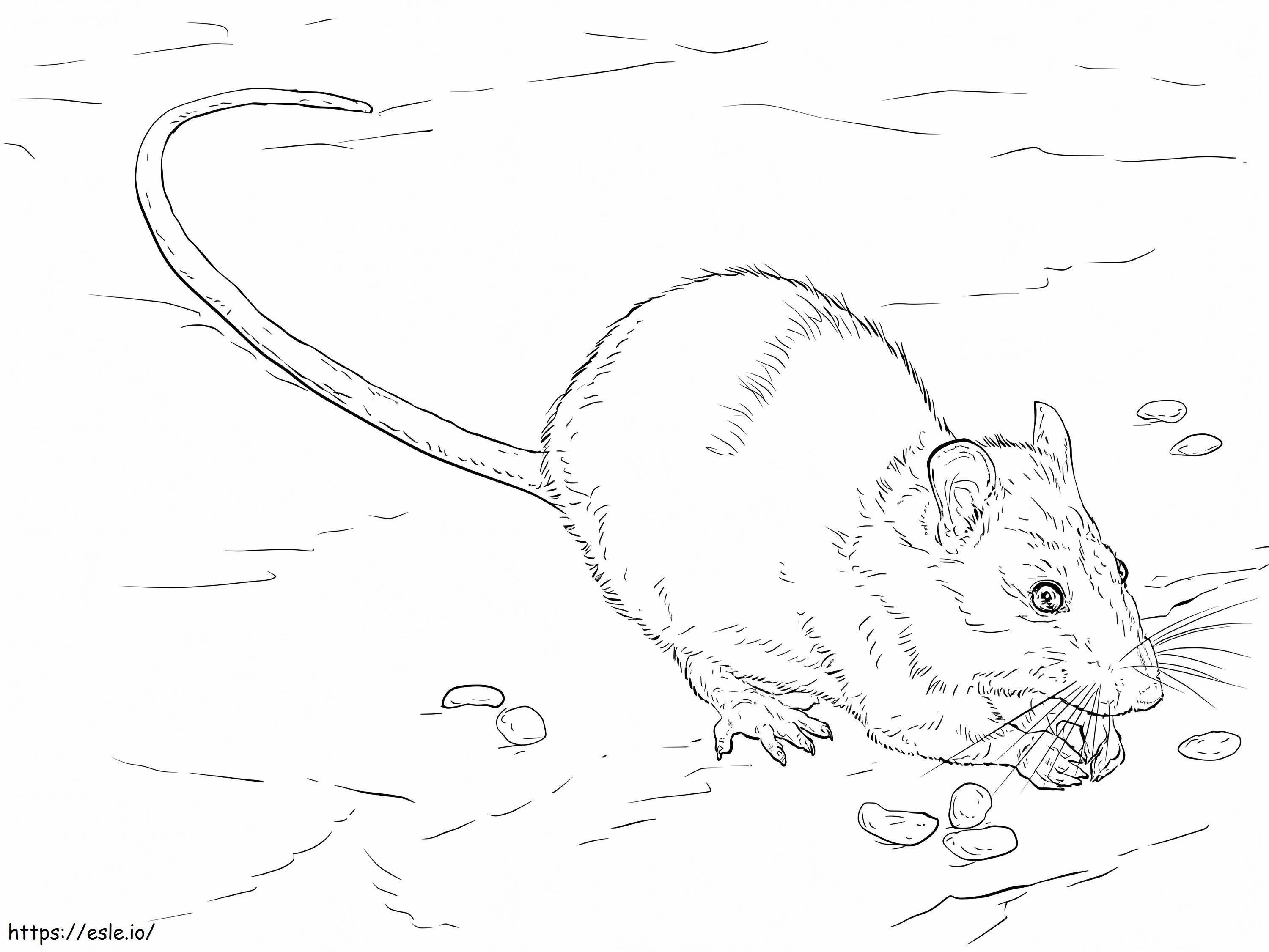Realistic Brown Rat coloring page