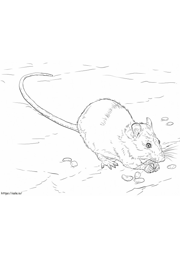 Coloriage Rat brun réaliste à imprimer dessin