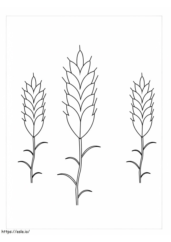 Três plantas de trigo para colorir