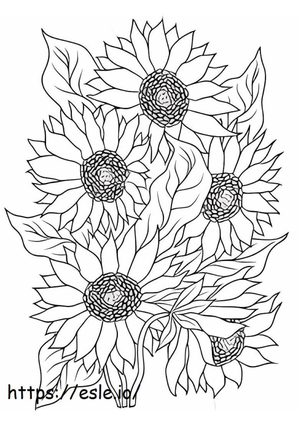 Cinci floarea soarelui de colorat