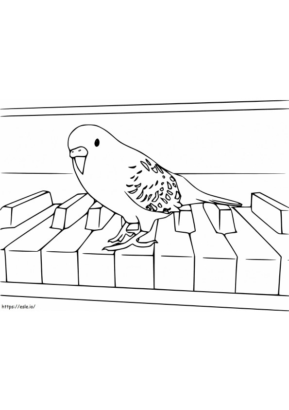 Il parrocchetto è pianoforte