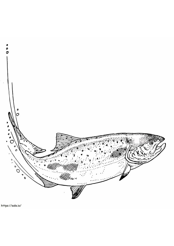 Indian Salmon