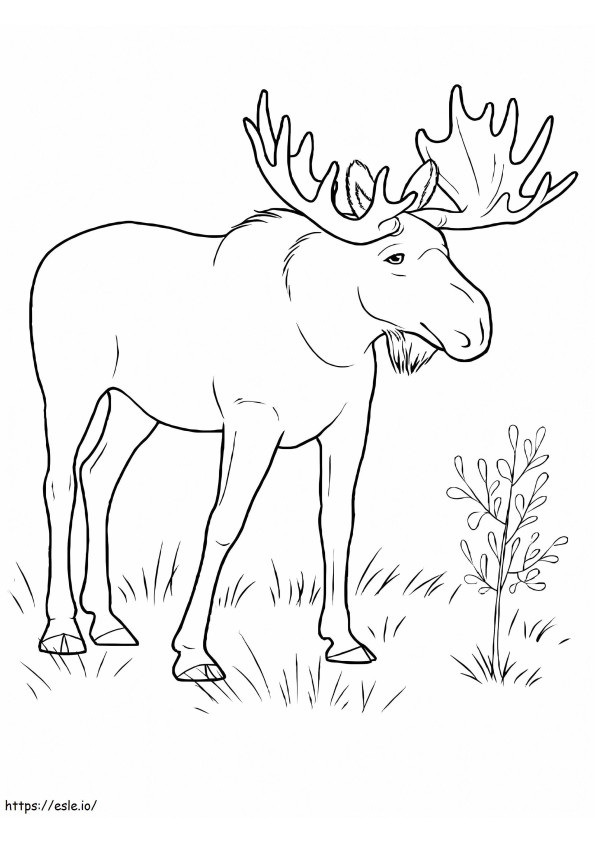 Old Moose coloring page