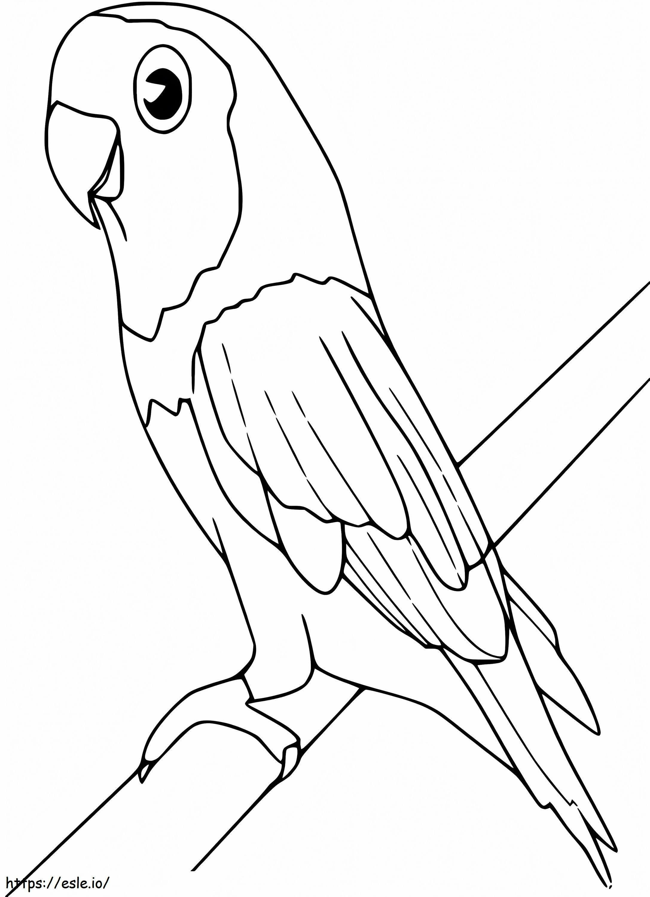 Adorabil Parakeet de colorat