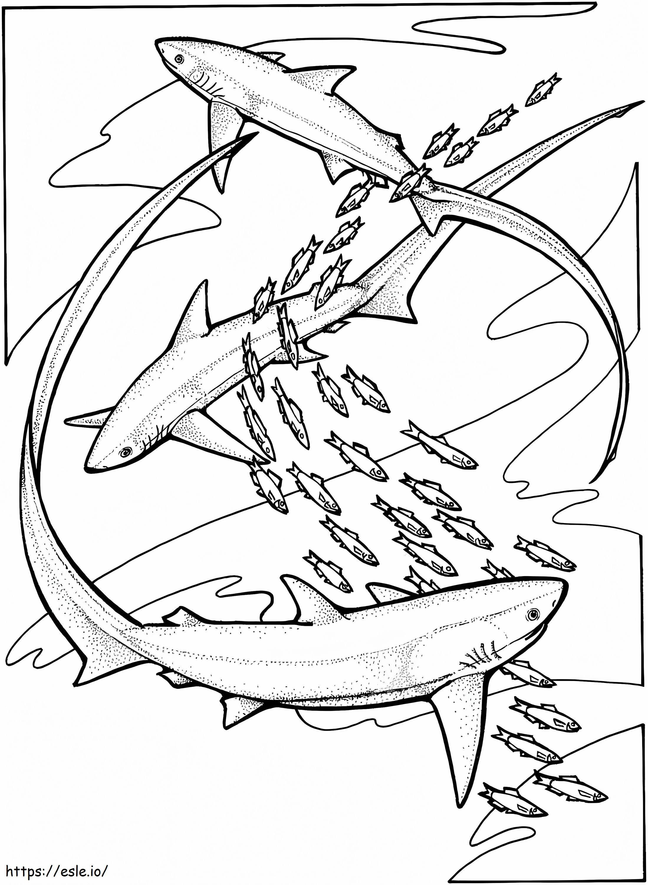 Thresher Sharks coloring page
