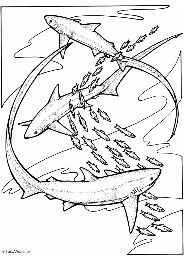 Coloriage Requins renards à imprimer dessin