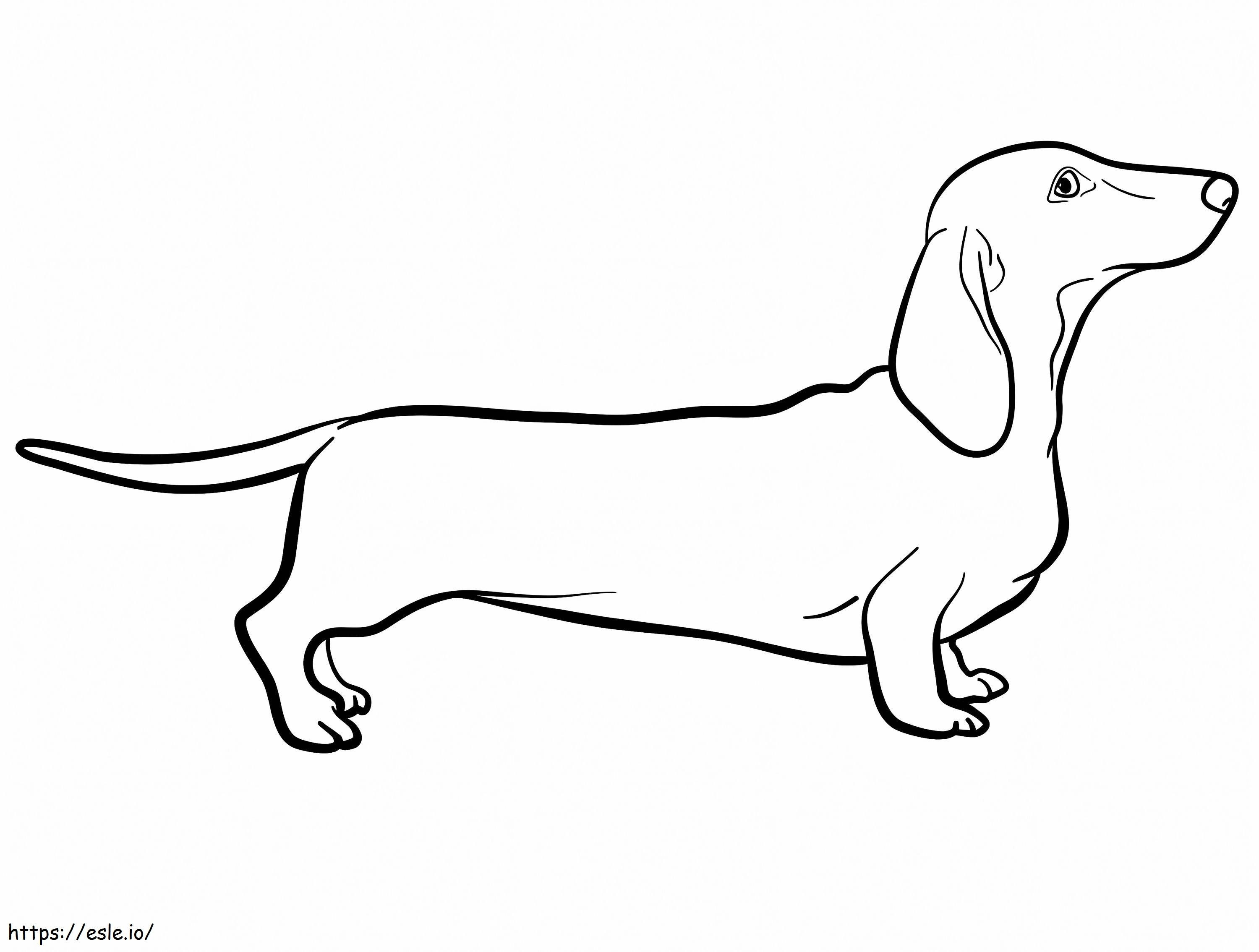 Bir Dachshund Köpeği boyama