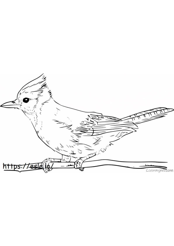 Jay uccello stampabile da colorare