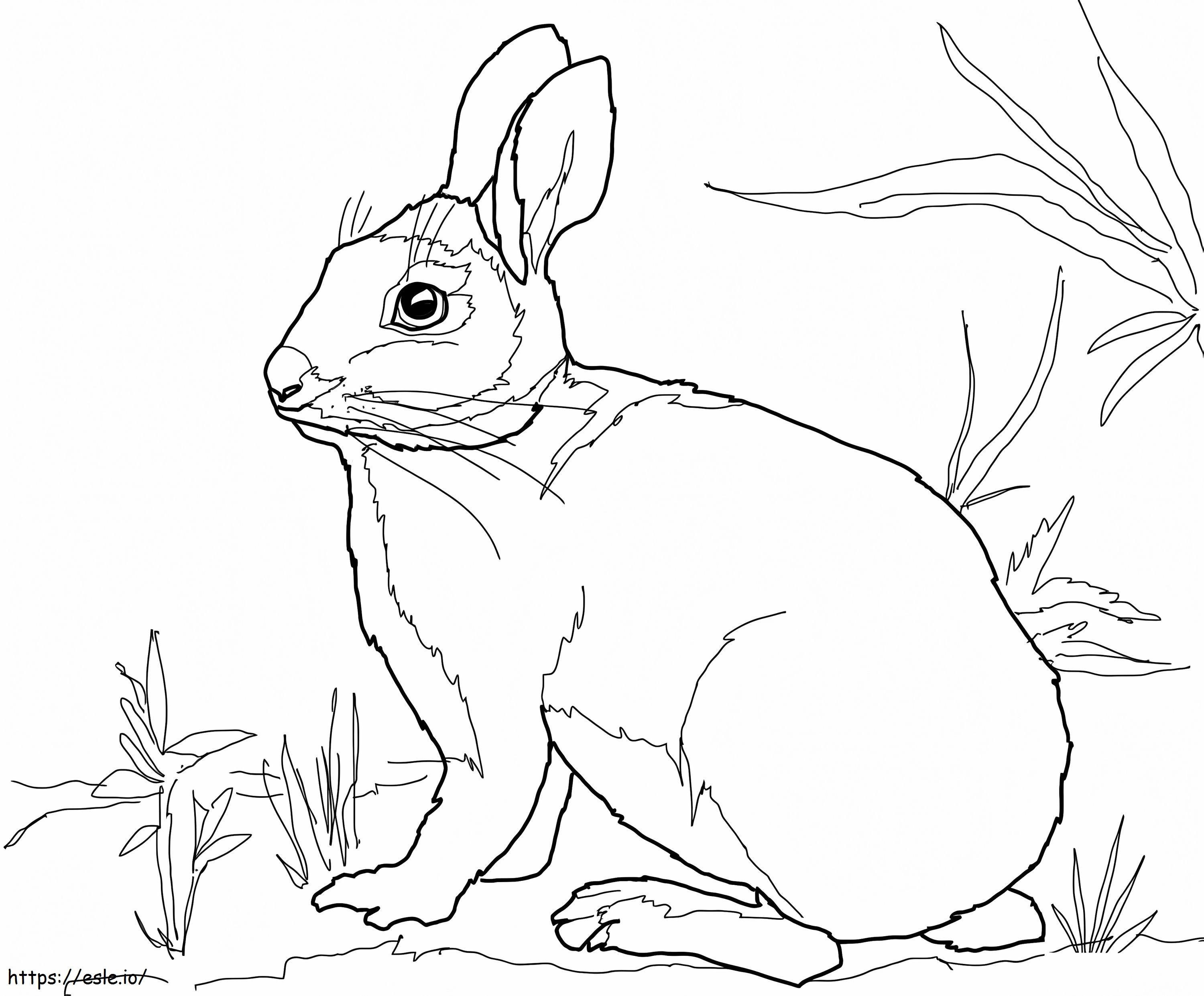 草の中の白い尾のウサギ ぬりえ - 塗り絵