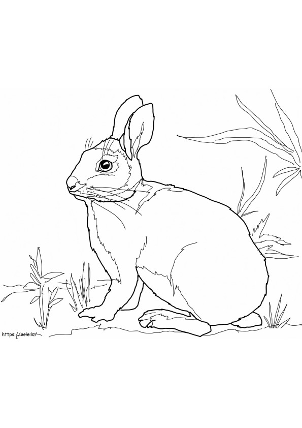 Conejo de cola blanca en la hierba para colorear