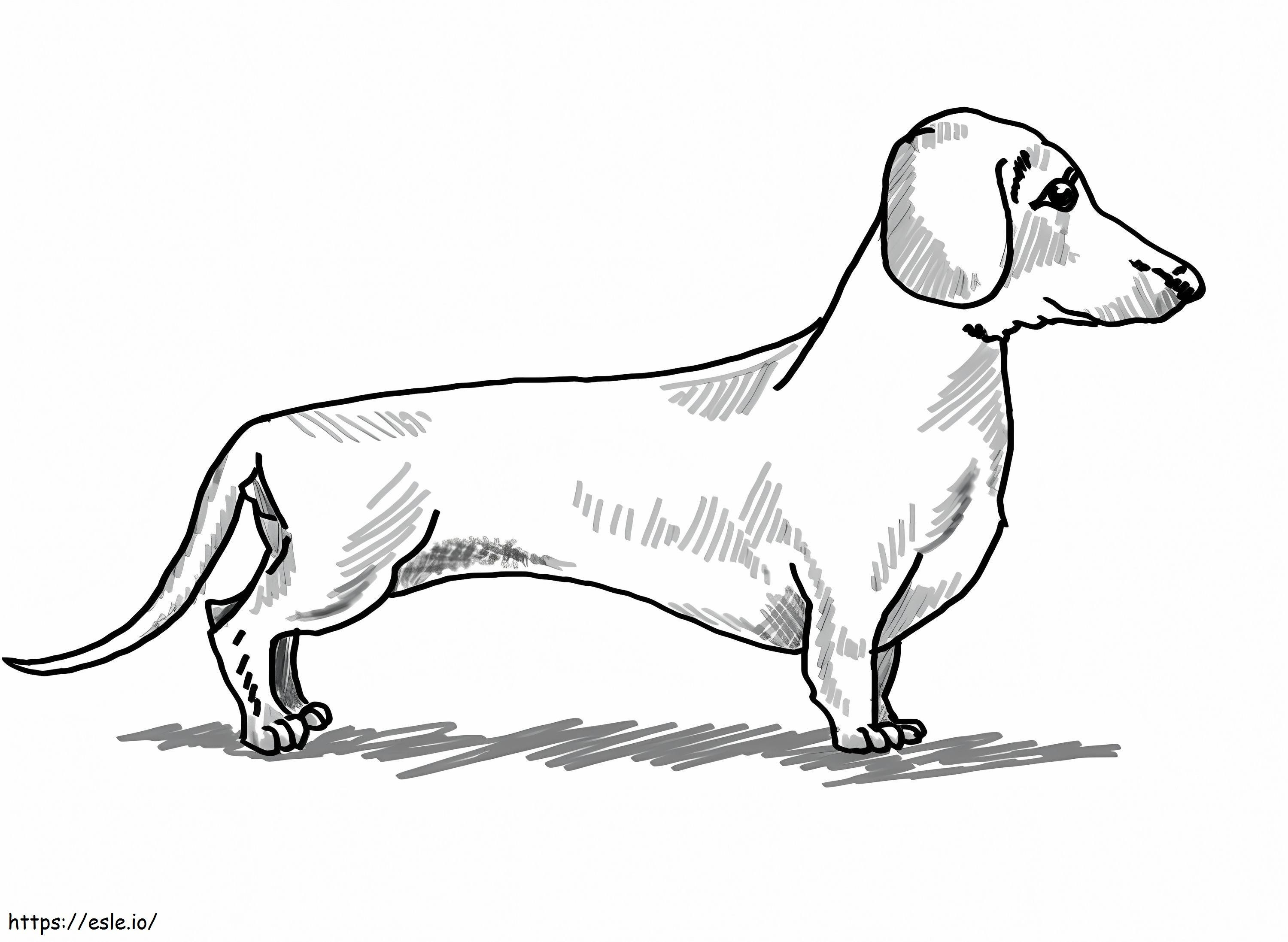 Seekor anjing dachshund Gambar Mewarnai