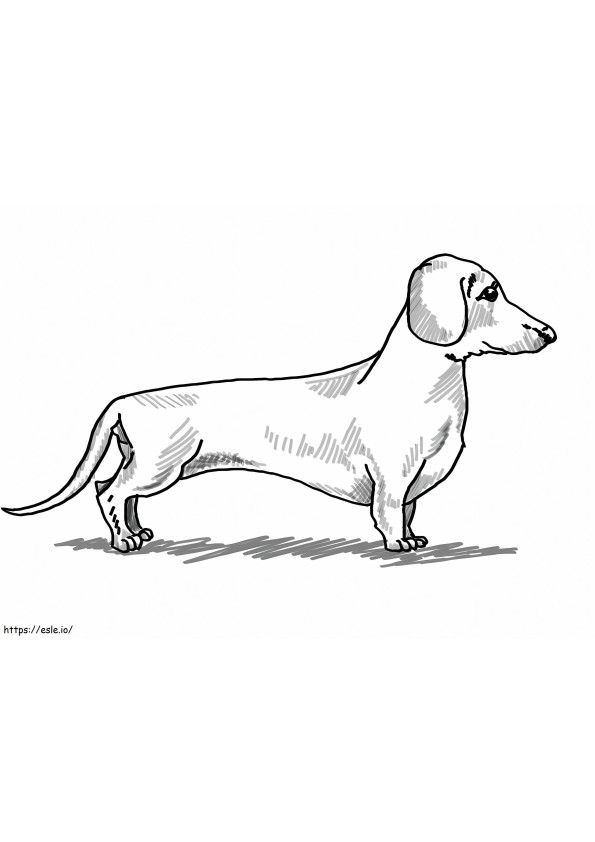 A Dachshund coloring page