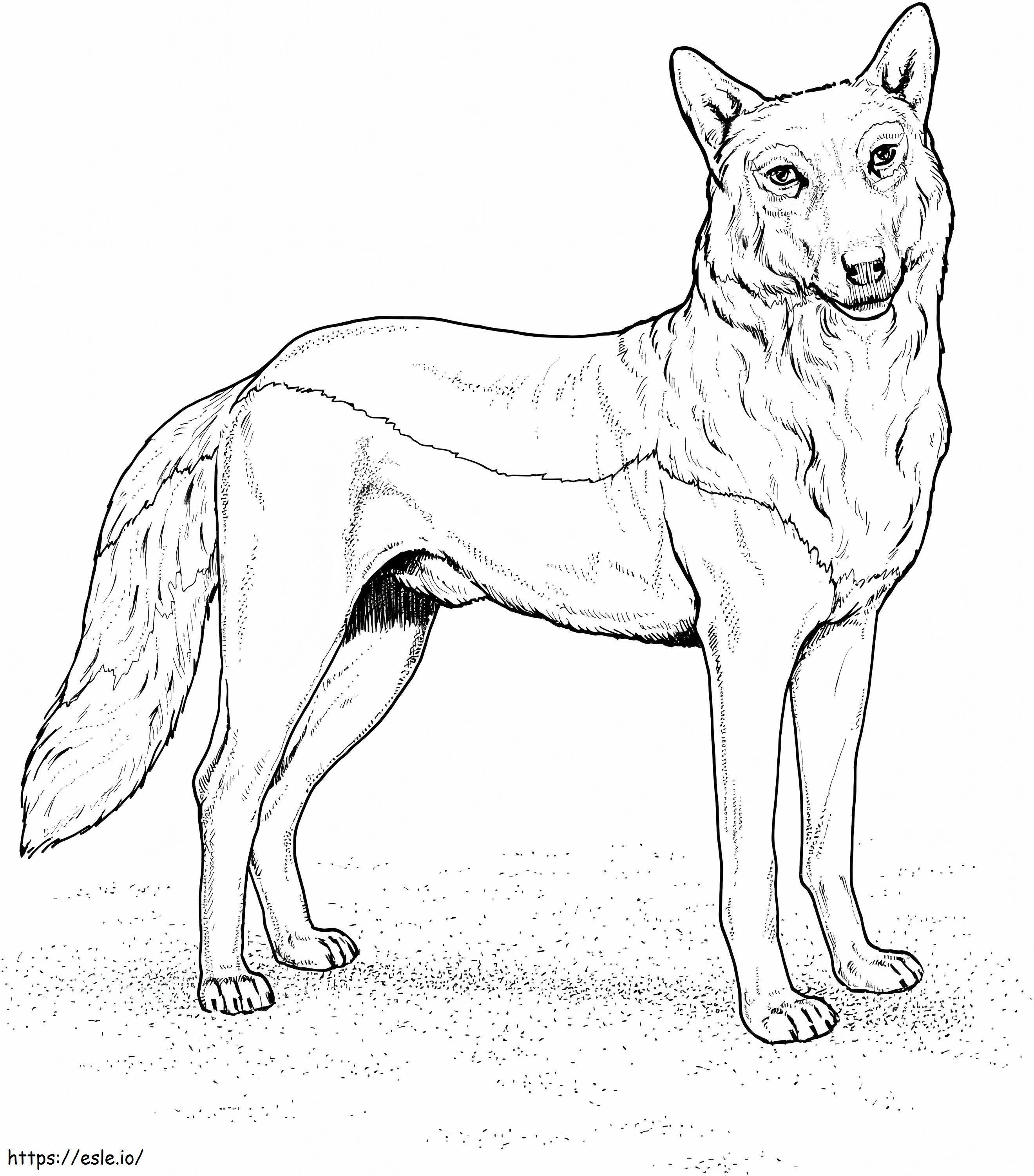 Red Wolf 1 coloring page