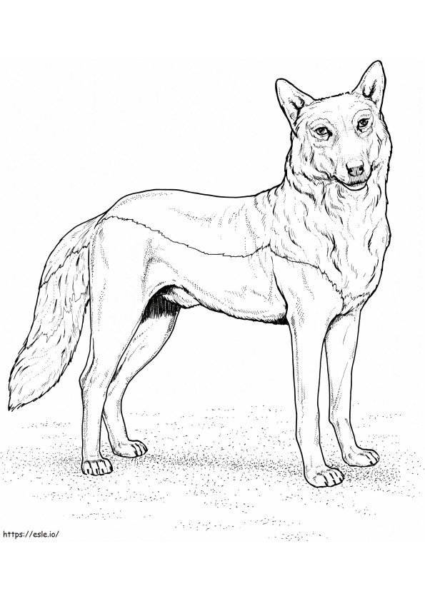 Coloriage Loup rouge 1 à imprimer dessin