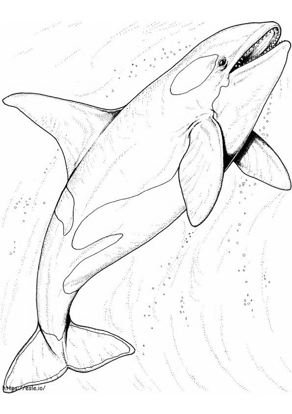1541727330 Killer Whale 0 coloring page