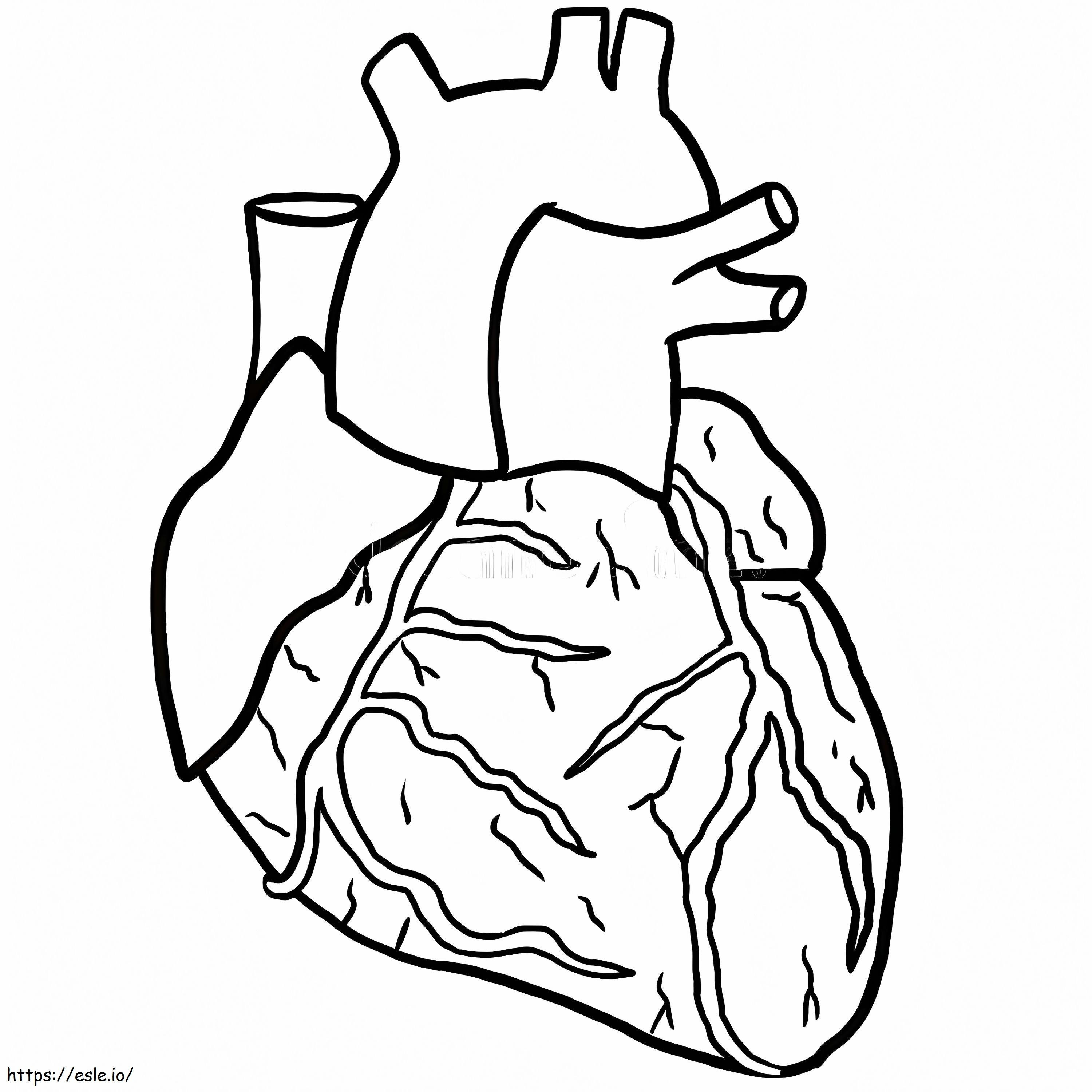 Inima anatomică de colorat